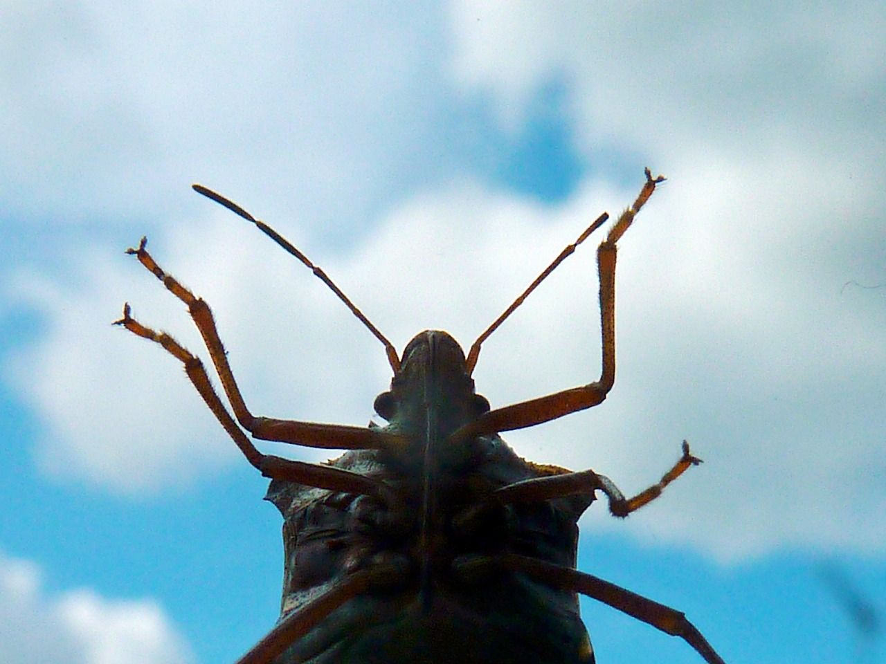 Produkty, które pomogą Ci wygrać walkę z insektami i bakteriami: przegląd oferty sklepu