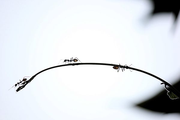 Zarządaj swoim domem: Przewodnik po produktach odstraszających mrówki